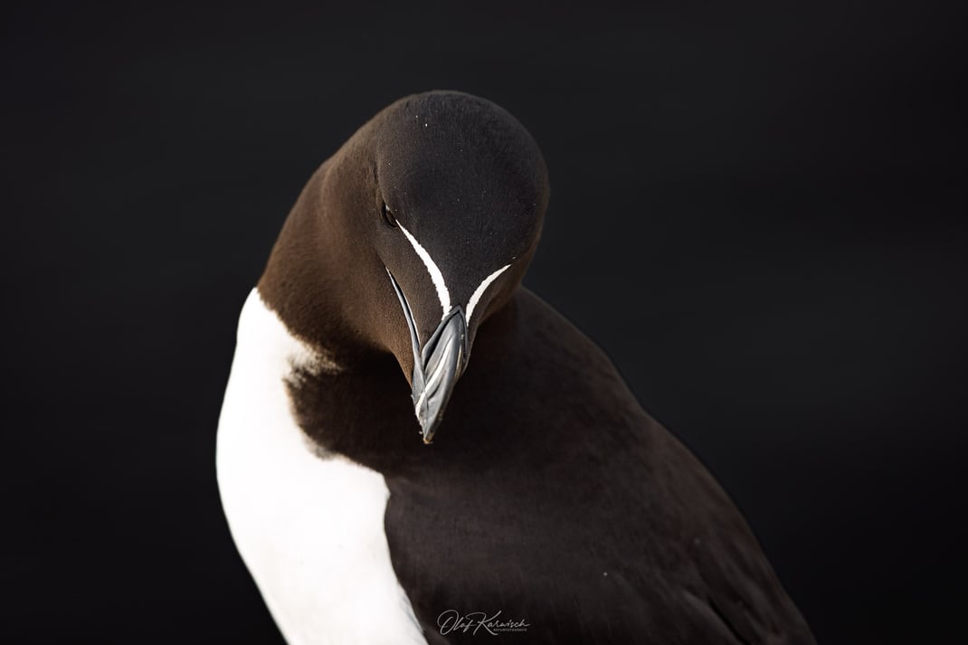 Den Tordalk ganz aus der Nähe erleben ... eine schöne Erfahrung