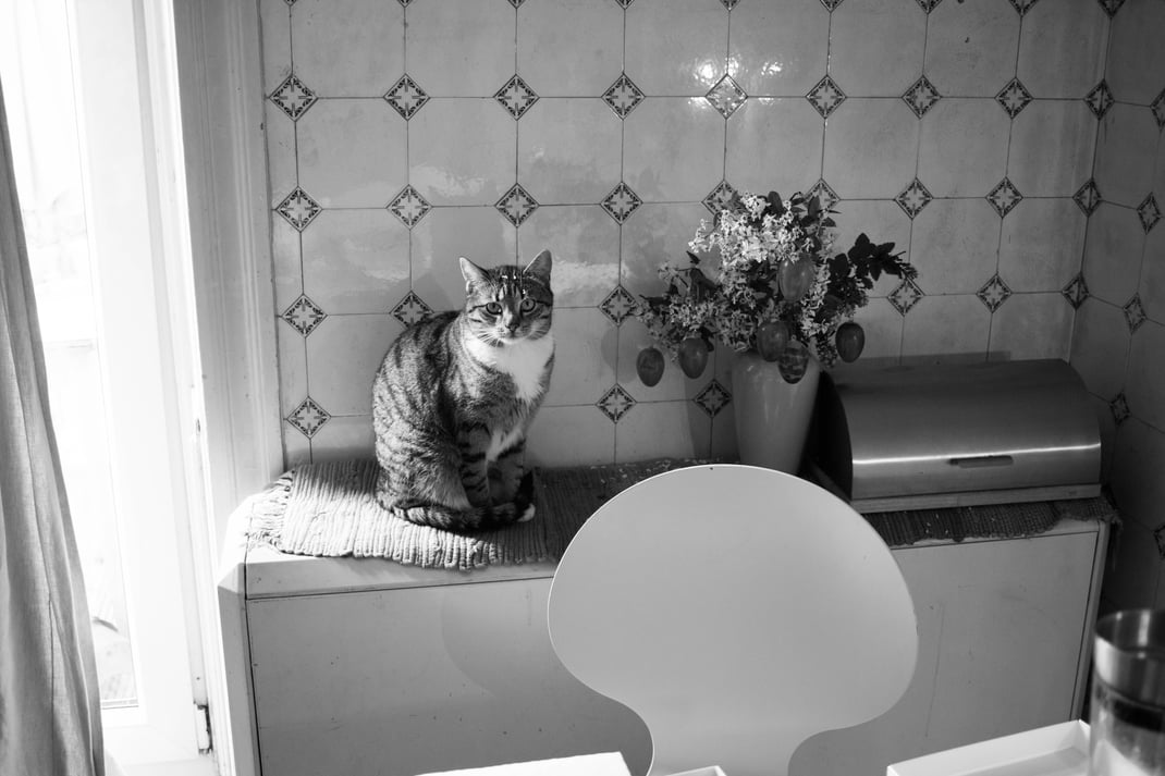photography,black-and-white,cat