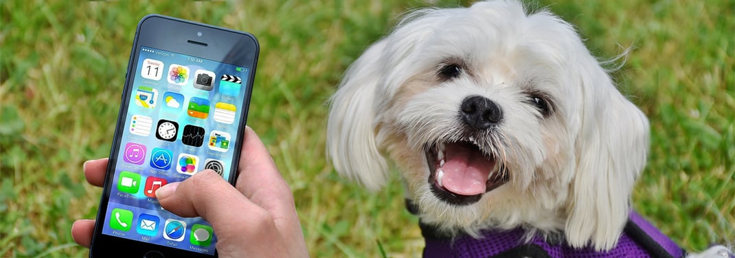 Hundestrand Hund Kikkie und ihr Herrchen