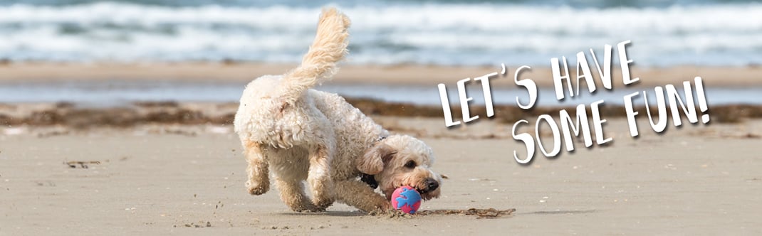 Hundestrand Spielen am Strand Ball Hund Hundeball Hundebälle Kuscheltier Stoffspielzeug