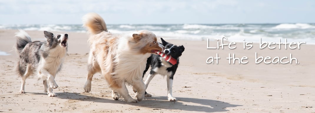 Hundespielzeug Leuchtturm Hunde spielen am Strand Wasserspielzeug