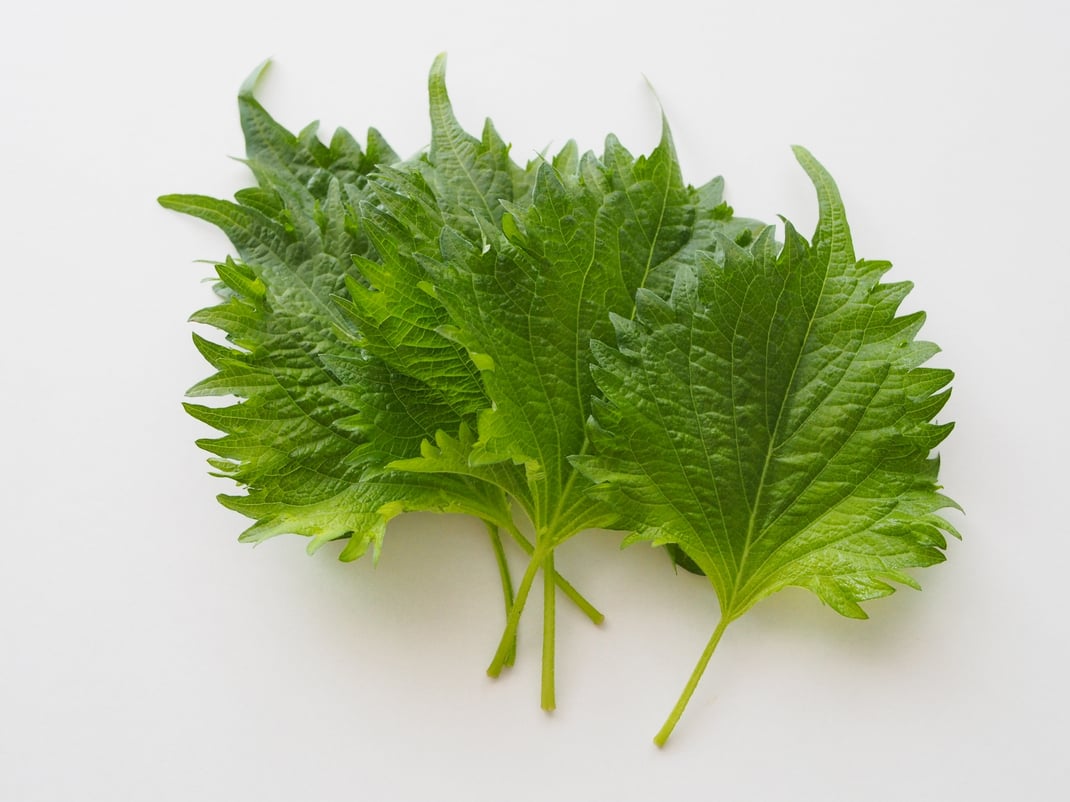 8月に食べたいしそ（大葉）｜香りで気分スッキリ！夏の胃腸と気の巡りを整える薬膳の知恵と簡単レシピ