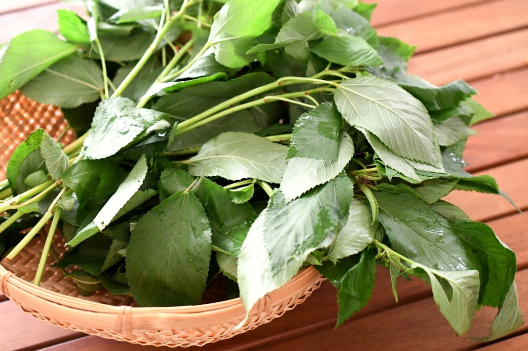 8月に食べたいモロヘイヤ｜体に潤いを与え、疲れ・便秘を防ぐ薬膳の知恵と簡単レシピ