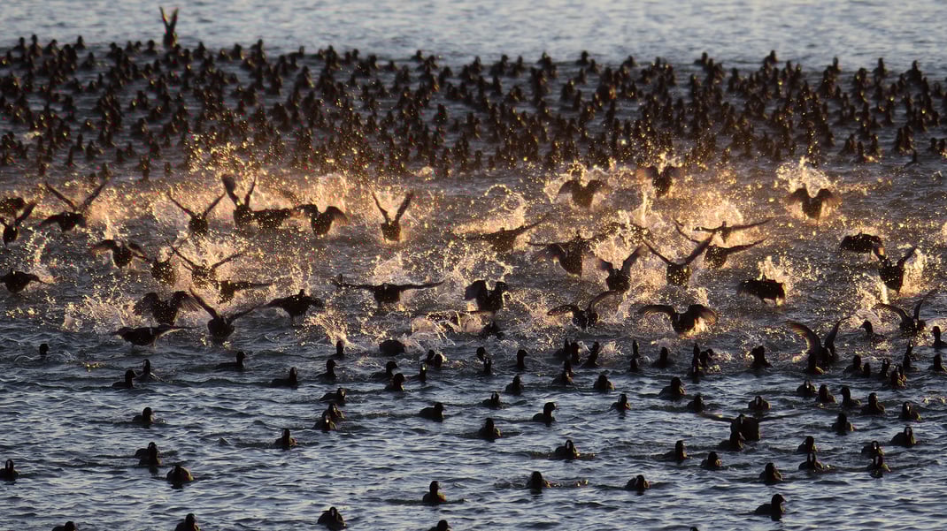 Blässhühner zählen zu den häufigsten Überwinterern am Starnberger See © Olliver Wittig, LBV-Bildarchiv