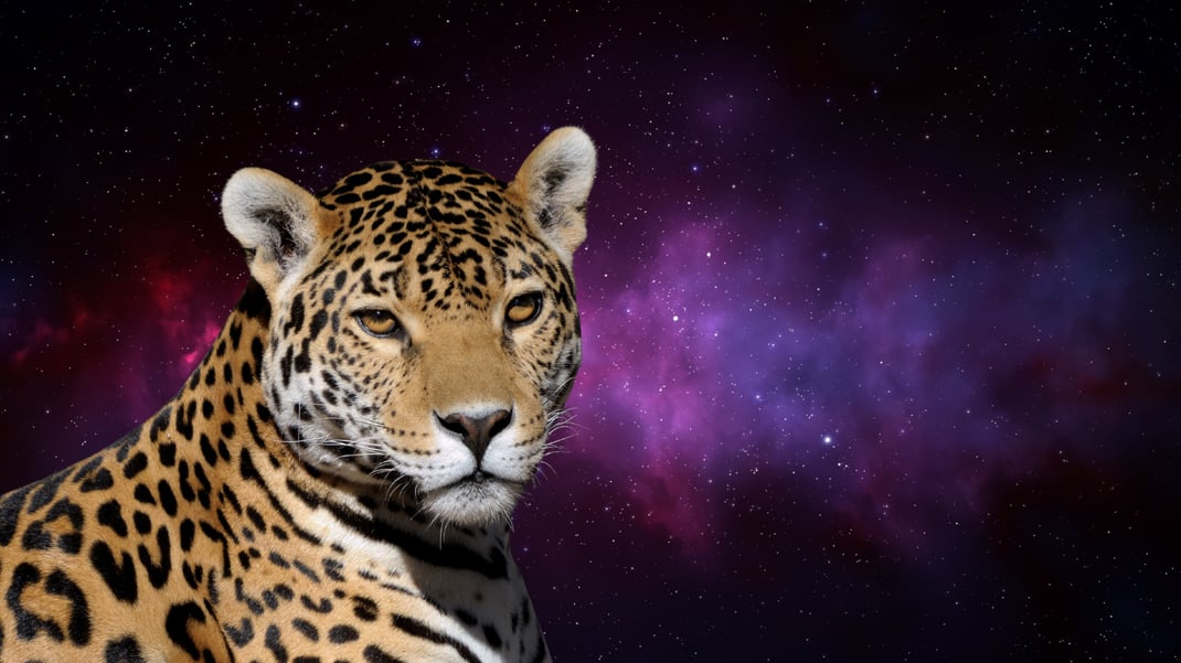 Vom Dschungel zum Universum - Alles ist eins