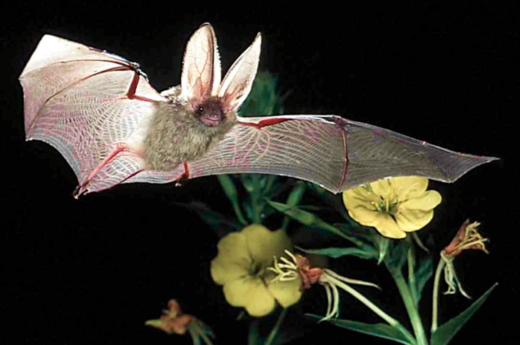 Braunes Langohr Foto © Dietmar Nill