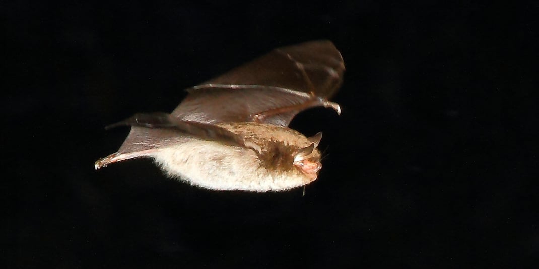 Wasserfledermaus (Foto: H. Kotzlowski)