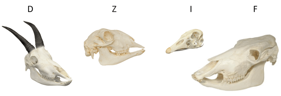 Fotos von Skulls Unlimited – Verwendung im Bildungsbereich