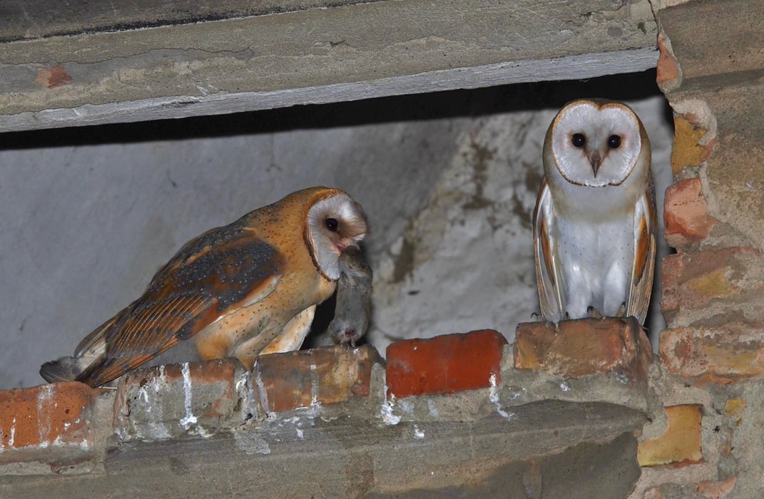 © Herbert Henderkes