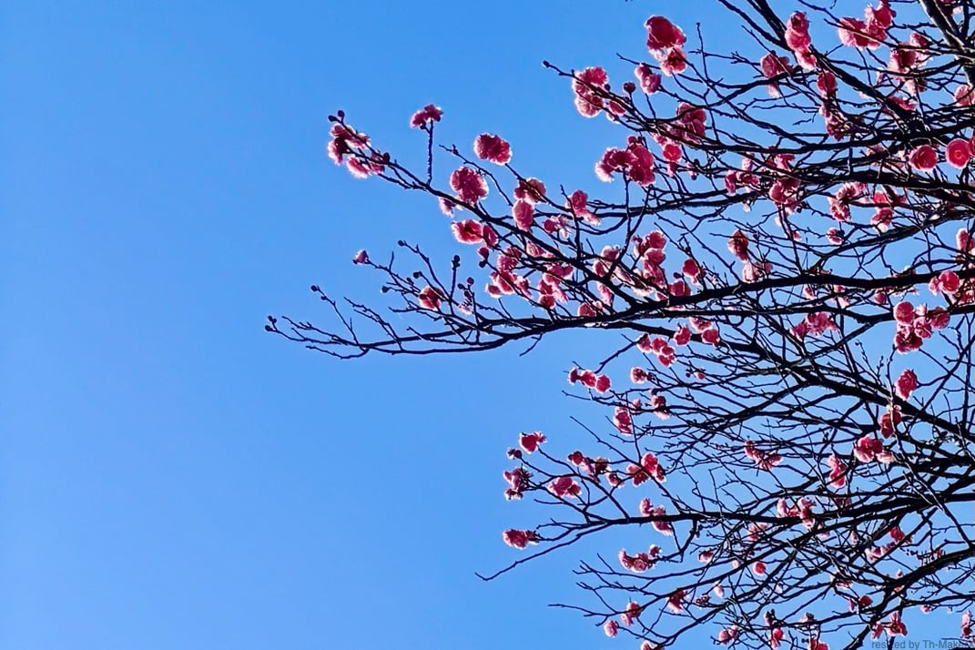 春を告げるといわれる梅の花。身近な自然に対して五感を働かせる。