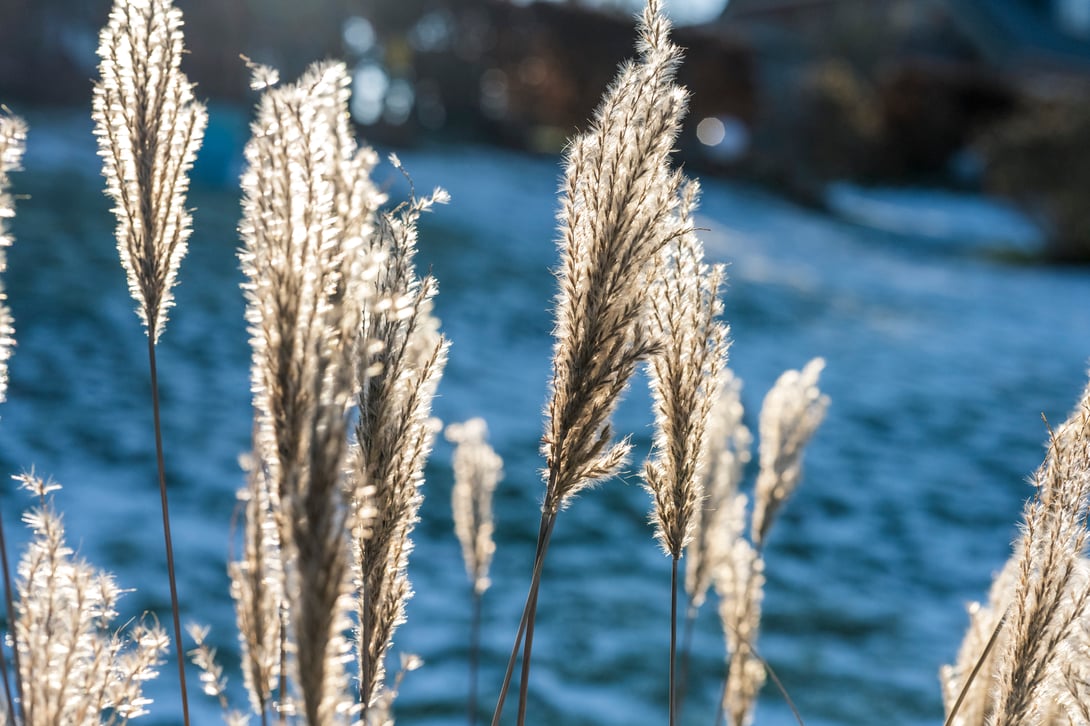 Nordfriesland ... fotografiert mit Nikon Z7 und Nikkor Z 50mm F/1.2 S