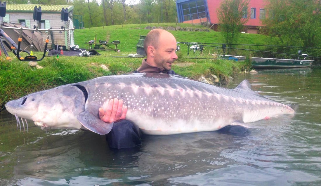 peche de l'esturgeon: record 80 kg