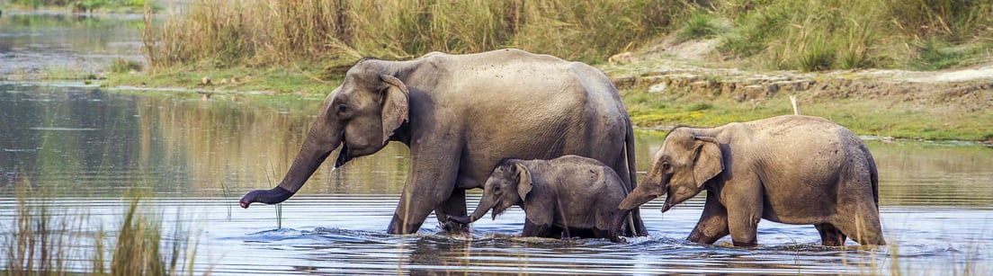 Im Chitwan Nationalpark während einer Kultur-Reise durch Nepal