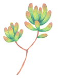 多肉植物画像