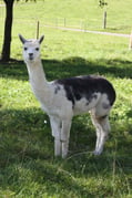 Alpaca-Bube Squim