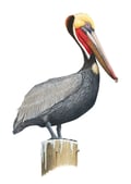 BROWN PELICAN