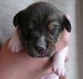 Welpe Nr. 1, Rüde, 11 Tage alt