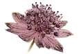 AstrantiAs GmbH Bio Wildrosen & Wildfrüchte, Naturgarten-Pflanzen Gärtnerei