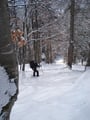 Nun änderte sich die Waldbeschaffenheit von Nadelwald über Mischwald zu reinem Laubwald. Die Schitourenroute drehte nun nach Norden und wurde jetzt ziemlich steil.
