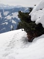 ... unseren eigenen Schneeschuhspuren talwärts folgend ...