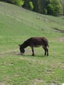 Die Hochsteinalm wird nicht umsonst von so vielen Familien besucht. Es gibt hier unzählige Tierarten zu Bestaunen. Hier zum Beispiel ein kleiner Esel.