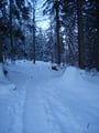 Nun folgten wir beide aber wieder etwas rascher der tollen breiten Spur durch den Winterwald.
