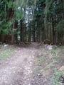 ... ging der Karrenweg wieder in den Wald hinein. Wir folgten diesem einige Meter ...