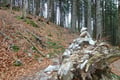 Von nun an schlängelte sich der Steig in langgezogenen Kehren den Waldhang hinauf. Unzählige Steinmännchen machten ein Verlaufen in diesem Abschnitt praktisch unmöglich.