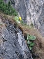 … überall findet man diese edle Blume in den Ritzen der Steilwände.