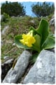 Das gefährdete Alpen-Aurikel (Primula auricula),  in Österreich und Deutschland geschützt!