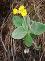 Auch die Alpenflora zeigte sich schon in anfänglicher Frühlingspracht. Alpen Aurikel nennt sich dieser Frühlingsbote.