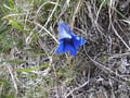 Adlerauge Thomas fotografierte diesen wunderschönen Enzian am Wegesrand.