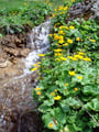Auch das saftige Grün der Almwiesen wurde ein weiteres Mal überwandert. Der neben dem Wegverlaufes fließende Kasbach ließ so einiges an Naturaufnahmen zu fotografieren zu. Sumpfdotterblumen begleiteten den Bachverlauf.