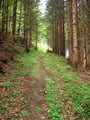 … links dem Waldpfad bergwärts folgend.