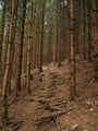 ... führte uns der Wanderweg auch schon in den Wald hinein. Nach wenigen Höhenmetern auf dem "Wurzelweg" ...