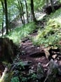 ... erreichten wir den nächsten Abschnitt unserer "Sparber Besteigung". Anfangs noch im steilen Bergwald unterwegs ...