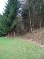 Nach den ersten Metern die Waldlichtung entlang ...