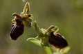 Ophrys araigné