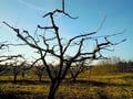 La taille des arbres fruitiers et aussi de la vigne se fait en hiver.
