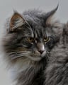 Maincoon