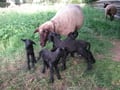 Unser ältestes Schaf mit ihren 4-lingen