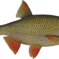 http://www.frankenkarpfen.de/images/Fische/Rotfeder.gif