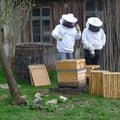 Kulturdenkmal Haus Ayen, 2012 Honigproduktion auf dem Grundstück
