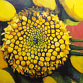 Tansy 2, acrylic onwood, 12"x12"x1", 2012 (SOLD)