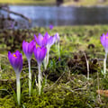 Krokusse im Arthur-Richter-Park.