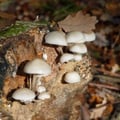 Champignons
