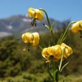lys des Pyrénées, une fleur endémique
