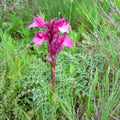 orchis papillon ?