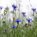 Kornblume; Centaurea cyanus