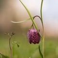 Schachbrettblume, Kiebitzei; Fritillaria meleagris
